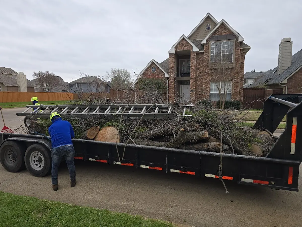 Expert Tree Removal with proper safety equipment in Montrose